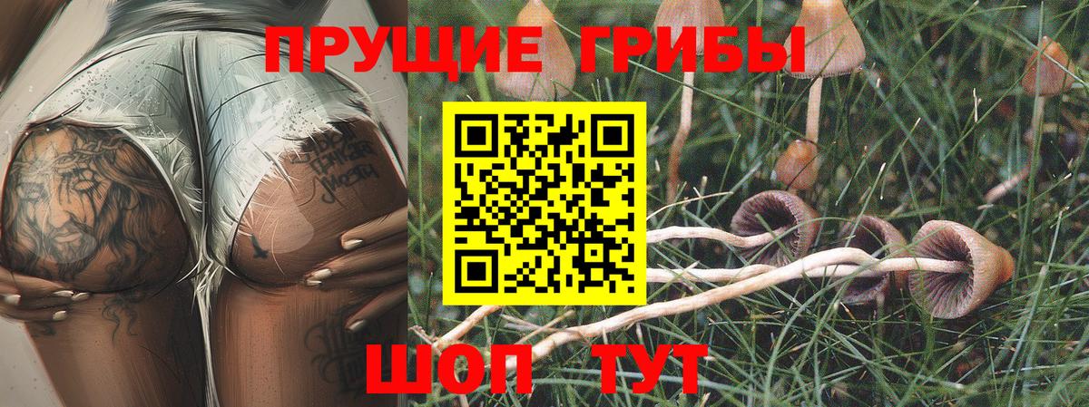 Галлюциногенные грибы Psilocybe Туймазы
